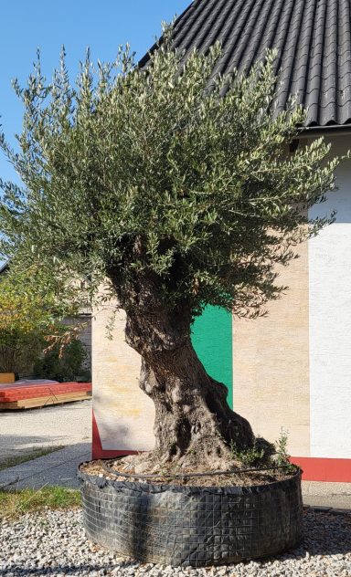 Baum Nr. 02 VERAUFT !